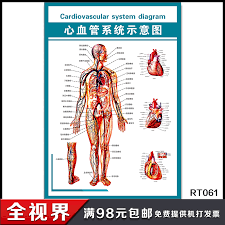 usd 6 00 cardiovascular system diagram anatomy of human