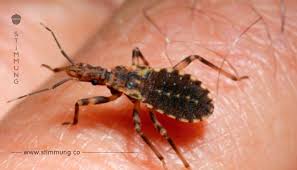 Dieses Insekt Taucht Zur Zeit Uberall Auf Nimm Besser Die Beine In Die Hand Wenn Du Es Siehst Denn Dies Hier Ist Der Grun Bad Bugs Scary Bugs Deadly Animals