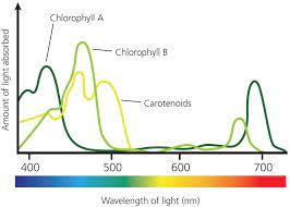 Chlorophyll a is a specific form of chlorophyll used in oxygenic photosynthesis. Aromaticity Makes Chlorophyll An Efficient Absorber Of Light Light Absorption Promotes An Electron To A Higher Orbital Enhancing The Potential For Transfer Of