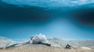 Cg Digital Art Ocean Sea Water Underwater Shells Sand Underwater Background Underwater Wallpaper Underwater Sea