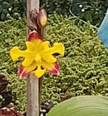 Image result for Blepharis affinis