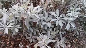 Save up to 60% off. 1 4 G Sacred White Sage Seeds Salvia Apiana Usda Organic Ore
