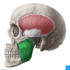 Masseter Muscle Musculus Masseter Kenhub Muscle Anatomy Anatomy Body Anatomy