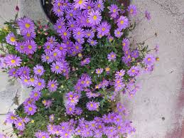 Image result for Brachycome mossambicensis