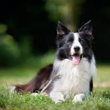 Torunahmuk border collies for companionship, conformity & competition, with a touch of colour. Do Border Collies Shed Excessively What You Need To Know