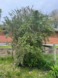 Image result for Pavetta zeyheri