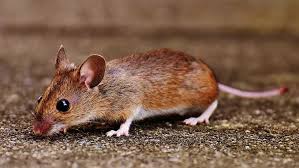 How to find a hole where mice are coming from in a house step 1. How To Get Rid Of Mice In Walls The Smarter Way In 2021
