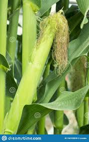 Categorías » comida & bebida » verduras » espiga de maíz emoji. Una Espiga De Trigo Maiz Verde Joven Con Las Hojas En El Campo En Verano Se Cierra Encima De La Planta Creciente Concepto De L Imagen De Archivo Imagen De Fondo