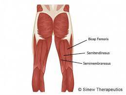 For the legs, superficial muscles are shown in the anterior view while the these muscles help to. The Best Way To Train All 6 Major Muscle Groups Legion Athletics