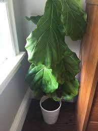 These plants should be watered when the surface of the soil feels fiddle leaf figs also like to get moisture from humidity in the air. A Complete Guide To Saving Your Dying Fiddle Leaf Fig Tree