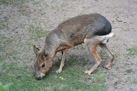 Image result for Dolichos pseudocajanus