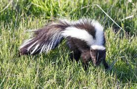 Prepare yourself for problems unless you educate yourself and family members on raising and living with a skunk. Keeping And Caring For Skunks As Pets