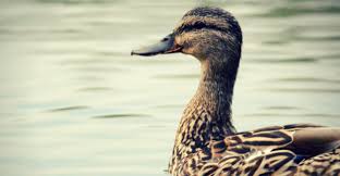 Ducks Unlimited Waders Size Chart Best Duck 2018