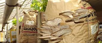 Most mushrooms grow best in temperatures between 55°f and 60°f, away from direct heat and drafts. Urban Mushroom Farming 4 Great Yet Small Enterprises Milkwood Permaculture Courses Skills Stories