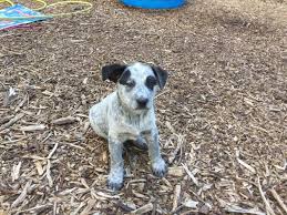 The australian cattle dog is of moderate build, enabling this breed to combine great endurance with bursts of speed and extreme agility necessary in herding cattle. Australian Cattle Dog Pups For Sale In Toledo Ohio Classified Americanlisted Com