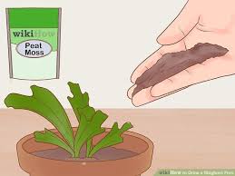Pack some of the potting mix around the root ball and form a mound. How To Grow A Staghorn Fern With Pictures Staghorn Fern Ferns Plant Leaves