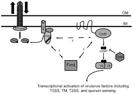 Fiml Regulates Camp Synthesis In Pseudomonas Aeruginosa Uniquefire 1508 cree red 850 940 white light lamp drop in led pill flashlight.