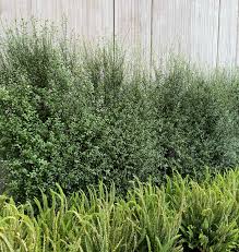 Image result for Pittosporum tenuifolium