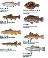 north coast fish identification guide north free download