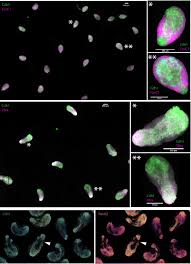 Scopri le migliori foto stock e immagini editoriali di attualità di ingrit lorena valencia victoria su getty images. June In Preprints The Node