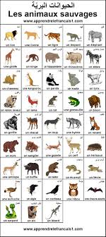 صور الحيوانات البرية بالفرنسية free books download polar bear craft learn english