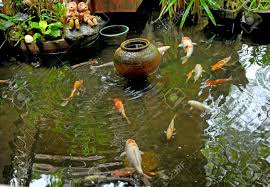 Our experienced and friendly team of pond professionals is. Koi Fishes In Japanese Garden Stock Photo Picture And Royalty Free Image Image 10866489