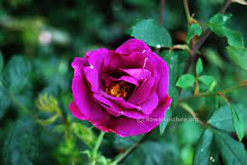 Blue Purple Rose Ooty Rose Garden Flowers Purple Roses Flower Show Rose Varieties
