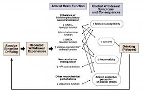 Alcohol Withdrawal Timeline And Body Repair After Quitting