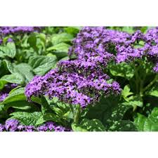 Image result for Heliotropium lineare