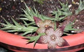 Image result for Orbea longidens