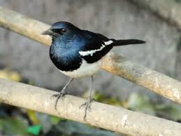 Jun 25, 2021 · stage set for magpie mason cox to shine. Australian Man Dies After Attack By Aggressive Swooping Magpie