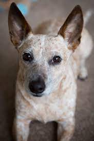 Check spelling or type a new query. Red Heeler Terrier Mix Online