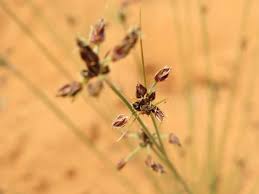 Image result for Bulbostylis trabeculata