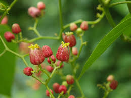 Image result for Hernandiaceae