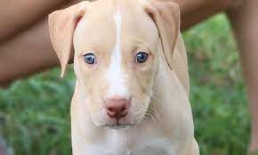 Pitbull Puppies For Sale Pitbull Puppy Care Training And Photos Dogmal Pitbull Puppies Pitbull Puppies For Sale Pitbull Puppy Care