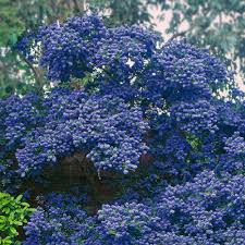 The flowers, of course, are a bonus and are a fantastic highlight of the seasons. 1 X Ceanothus Concha Evergreen Shrub Hardy Garden Plant In Pot Ebay