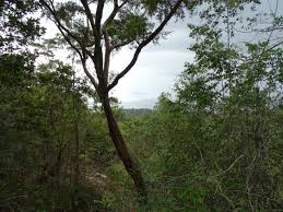 Gunung jerai is not the tallest of mountains, but because it is surrounded by flat rice fields, it definitely appears to be. Mount Jerai Mischief Traveling Bytes