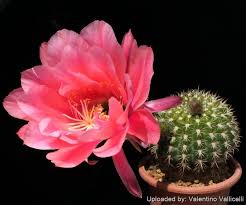 Image result for Portulaca kermesina