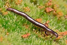 Image result for Cylindropsis