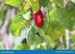 Image result for Coccinia grandis