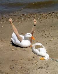 Birds With Human Arms Aw Yiss Cartoon Jokes Quality Memes Haha Funny