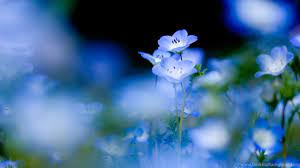 Maybe you would like to learn more about one of these? Light Blue Flowers Wallpapers 4 Funny And Amazing Wallpapers Desktop Background