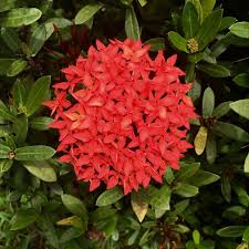Image result for Ixora coccinea