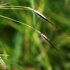 Image result for Aristida congesta