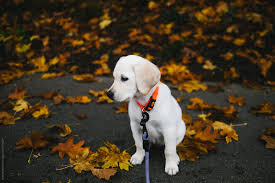 Their fur may not be entirely white, and could have darker accents. Small White Lab Puppy Standing In Yellow Fall Leaves By Kristine Weilert