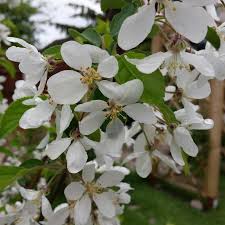 We did not find results for: Malus White Star Crab Apple White Star In Gardentags Plant Encyclopedia