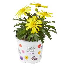 Image result for z p%u0159ednice jedovat 