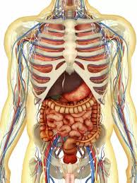 Suitable for esl and bilingual. Human Body With Internal Organs Nervous System Print 13011047