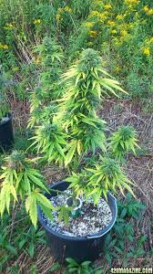 Northern lights auto outdoor grow. Dr Jones Outdoor Auto Flower Strains Summer 2015 420 Magazine