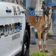 The dog wash in arlington is wonderful. Police Patches K 9 Police Massachusetts Nantucket Police Department Canine Unit Officer Dog